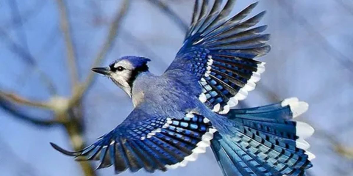 Blue Jay