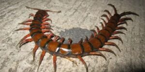 Centipede