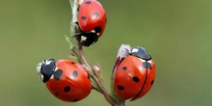 Ladybug Spiritual Meanings