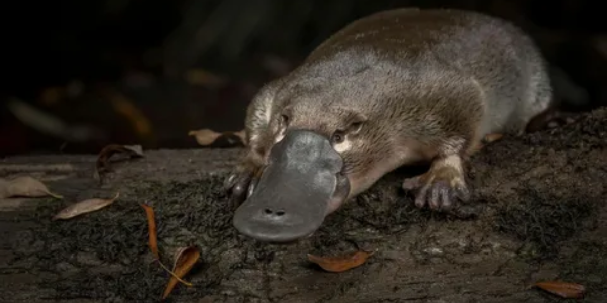 Platypus Spiritual