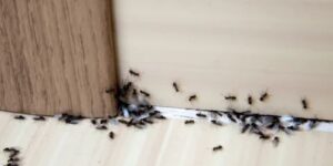 Ants in Your House