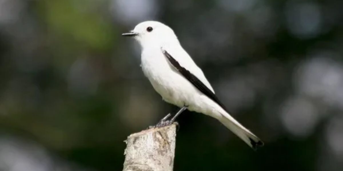 Black and White Birds