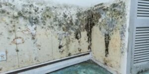 Mold