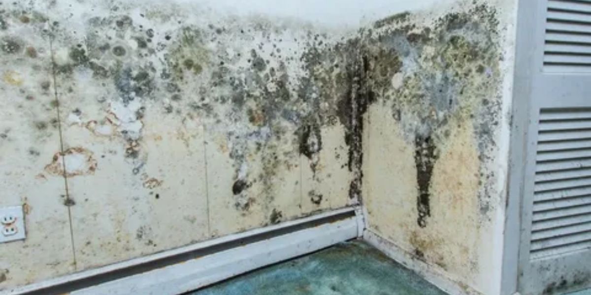 Mold