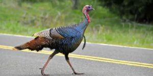 Turkey Crossing