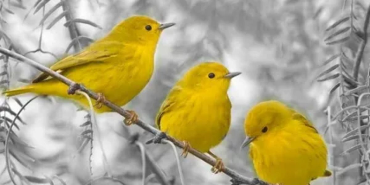 Yellow Birds