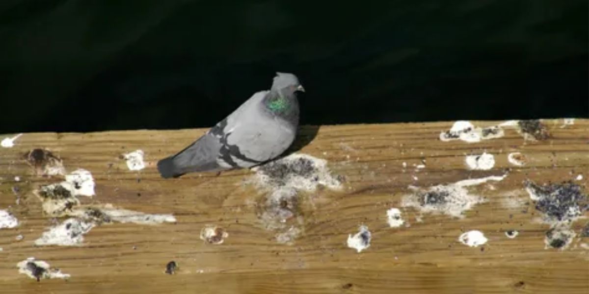 Bird Poop Meaning