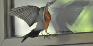 Birds Hit Windows: Spiritual 10 Secrets Revealed