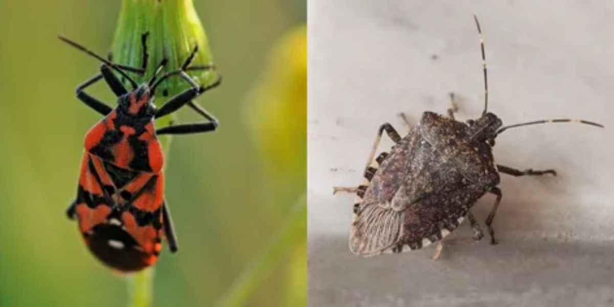 Boxelder Bugs