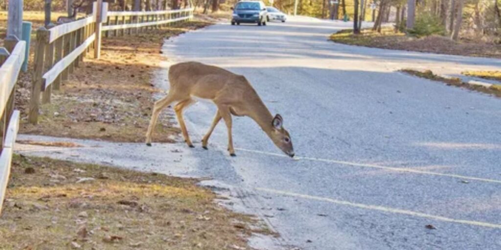 Hitting a Deer With Your Car