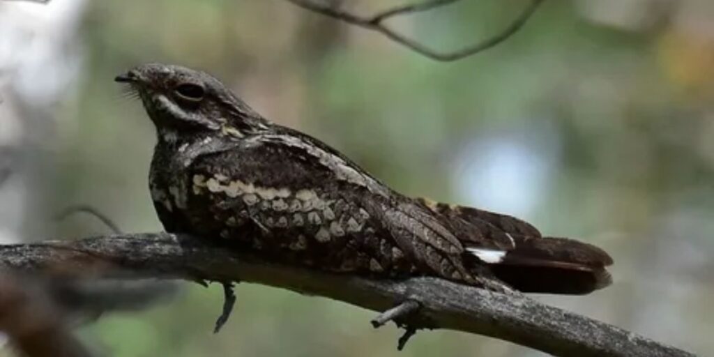 Eurasian Nightjar