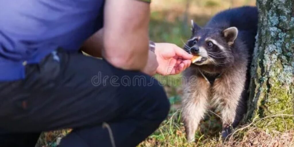 Finding a raccoon in your path carries strong messages about making the most of available resources.