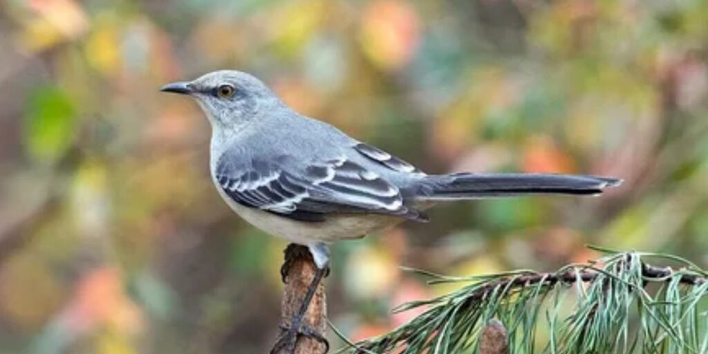 Northern Mockingbird