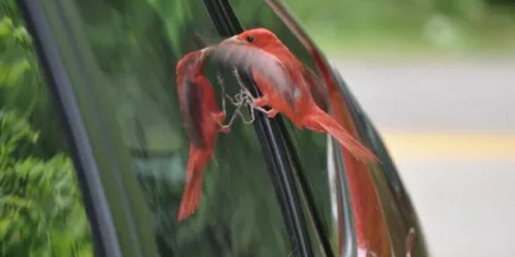 Red Bird Keeps Flying Into Window