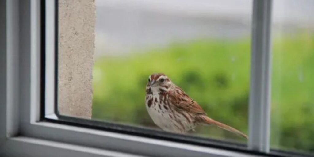 bird's persistent window visits 