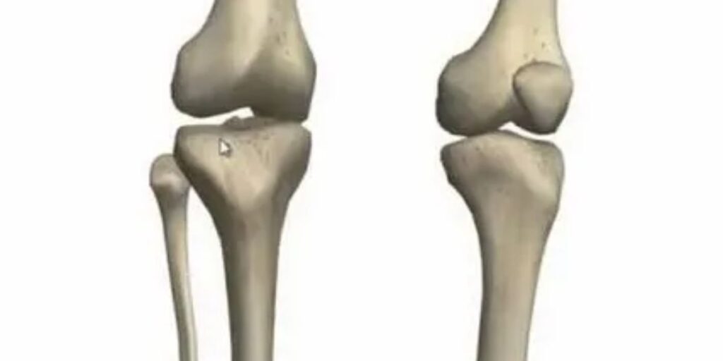  knees, serving as foundational support structures