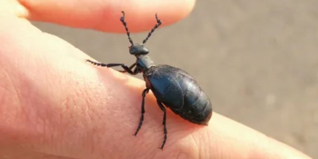 Black Beetle Landing on You