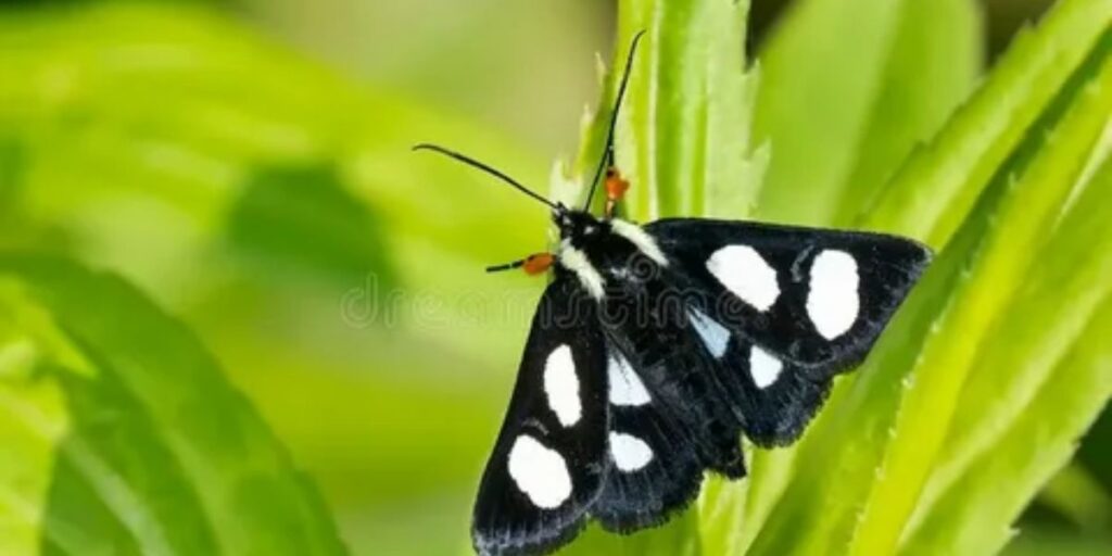 Black and White Moth