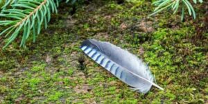 Blue Jay Feather