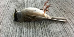 Dead Bird on Your Doorstep