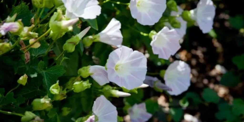 Morning Glory's Connection to Divine Energy