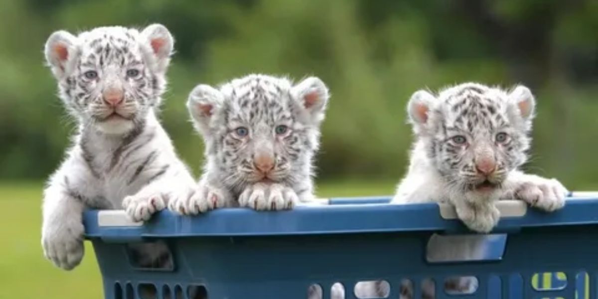 Tiger Cubs