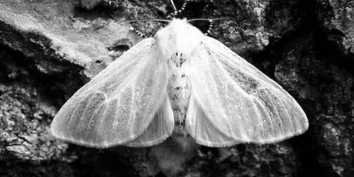 White Moth