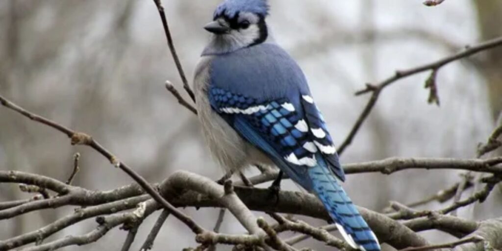 blue jay feather often signals a spiritual awakening 