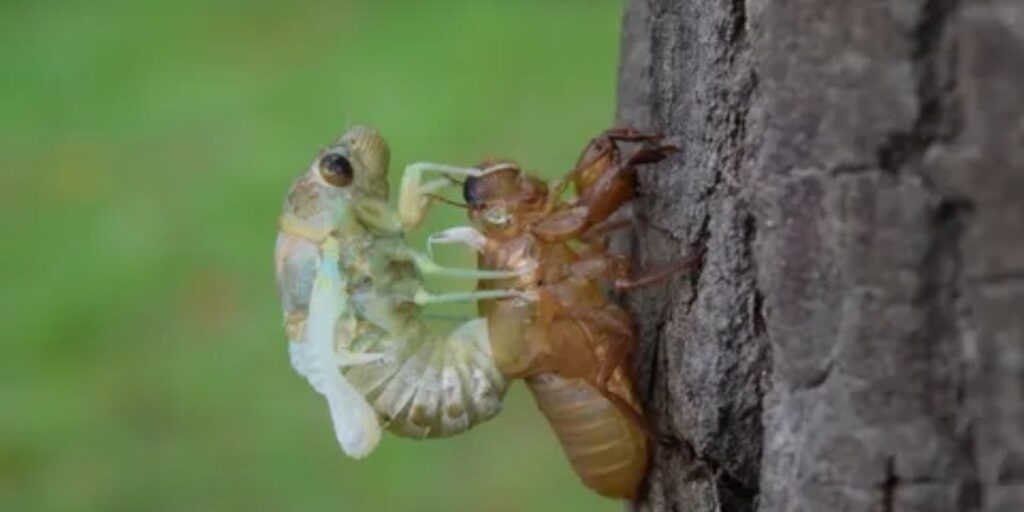  crickets shed their old exoskeletons to grow,