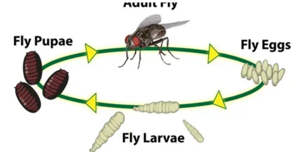  horse fly's lifecycle