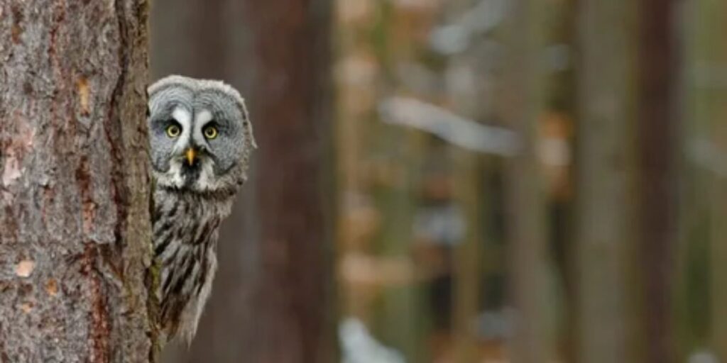  owl calls carry ominous meanings