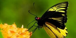 yellow and black butterfly