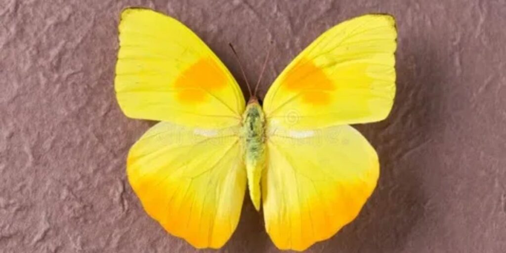 yellow butterfly dancing through sunbeams in your garden. 