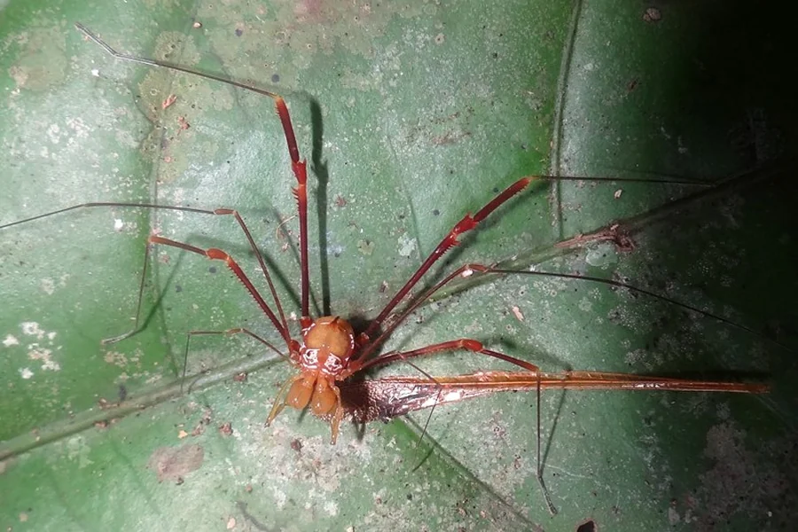 Daddy Long Legs Dream Meaning1