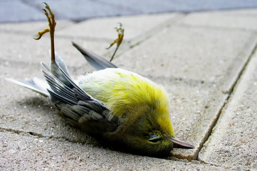 Dead Bird on Doorstep Spiritual Meaning