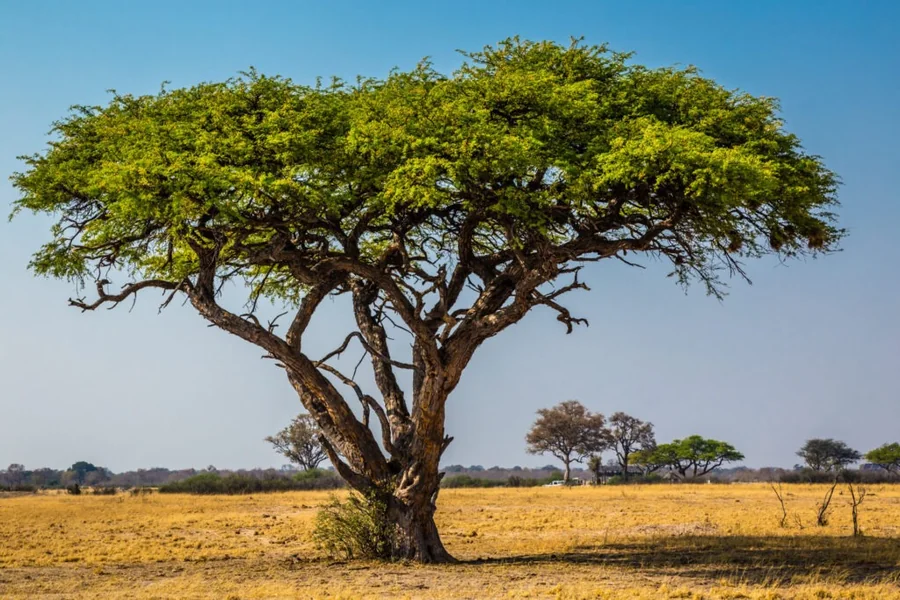 Acacia Tree History