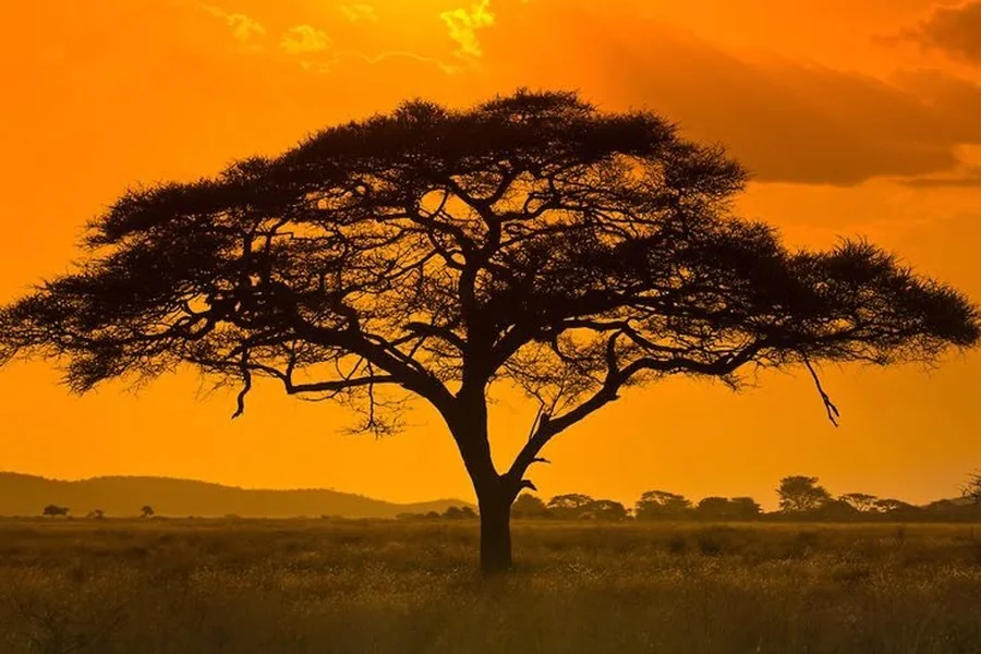 Acacia Tree Spiritual Meaning