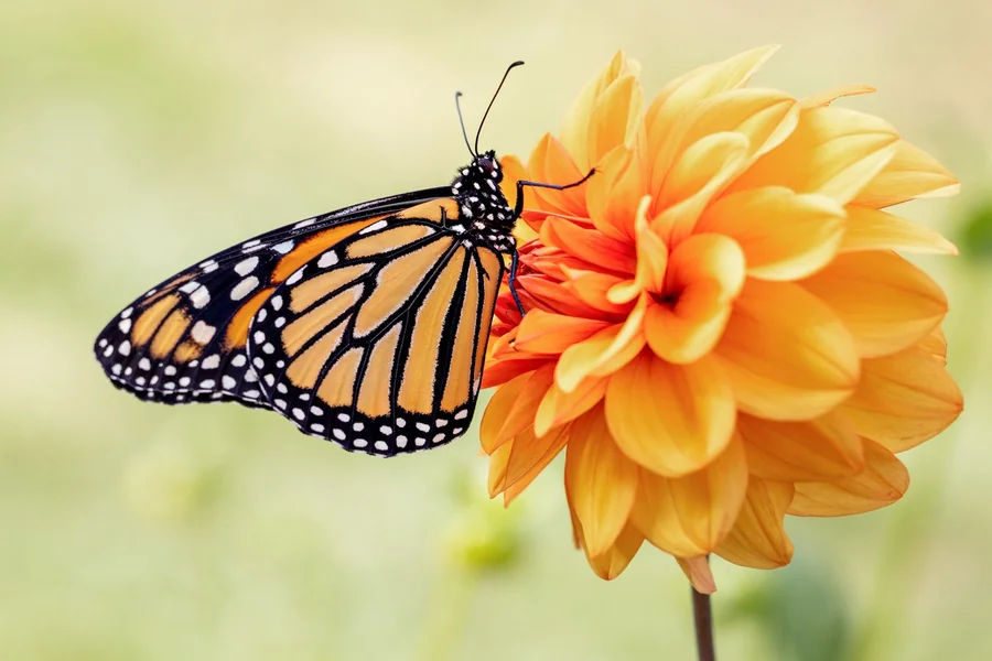 Question Mark Butterfly Spiritual Meaning