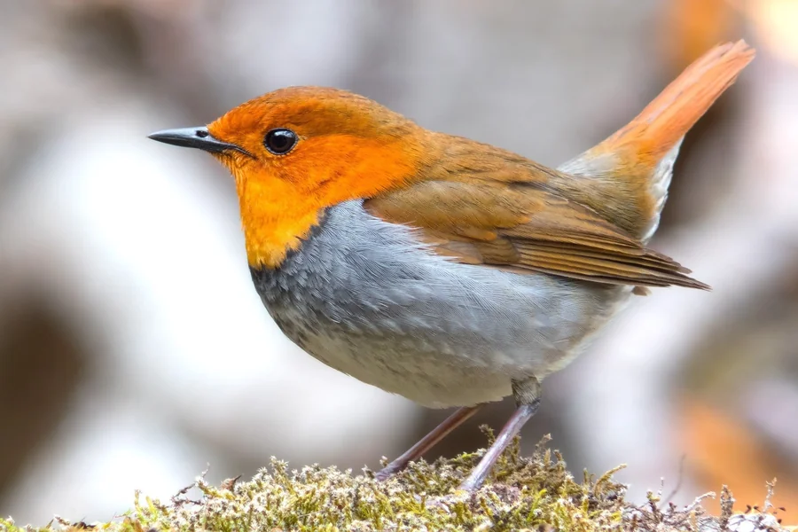 Robin Spiritual Meaning