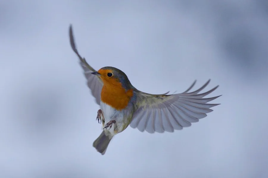 Robin Spiritual Meaning