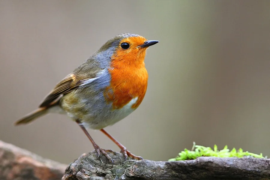 Robin Spiritual Meaning