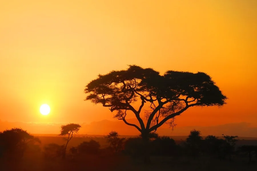 Acacia Tree Spiritual Meaning