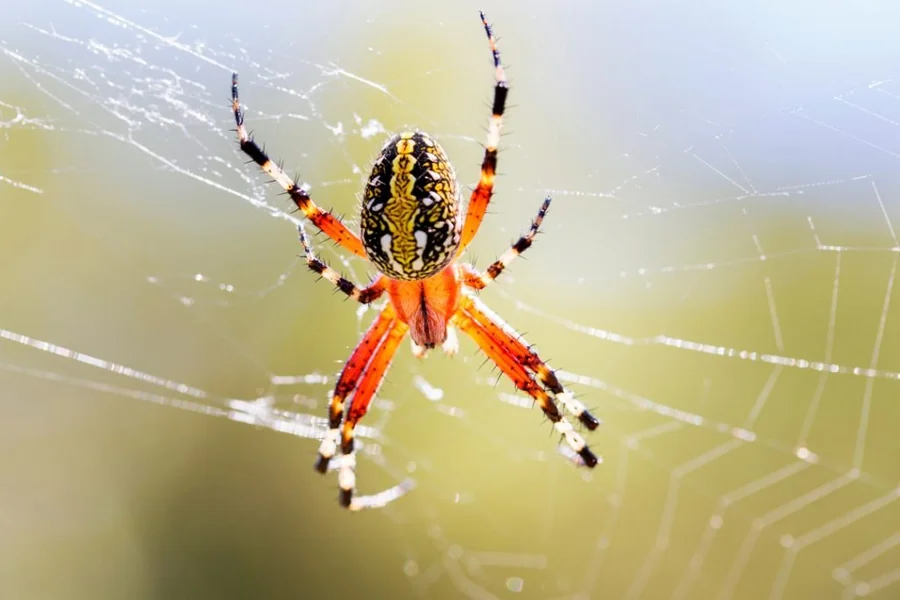 Jumping Spider Spiritual Meaning
