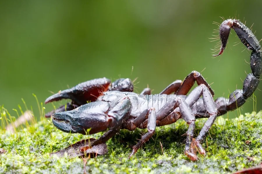 What Do Scorpions Symbolize