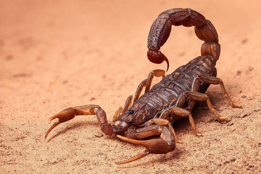What Do Scorpions Symbolize