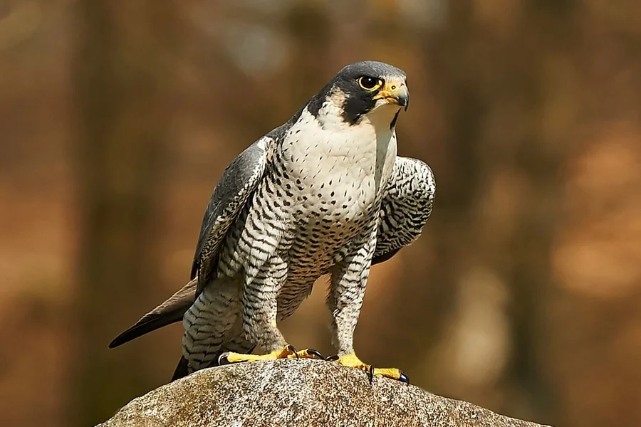 Falcon Spiritual Meaning
