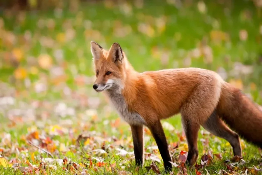 Fox Spiritual Meaning