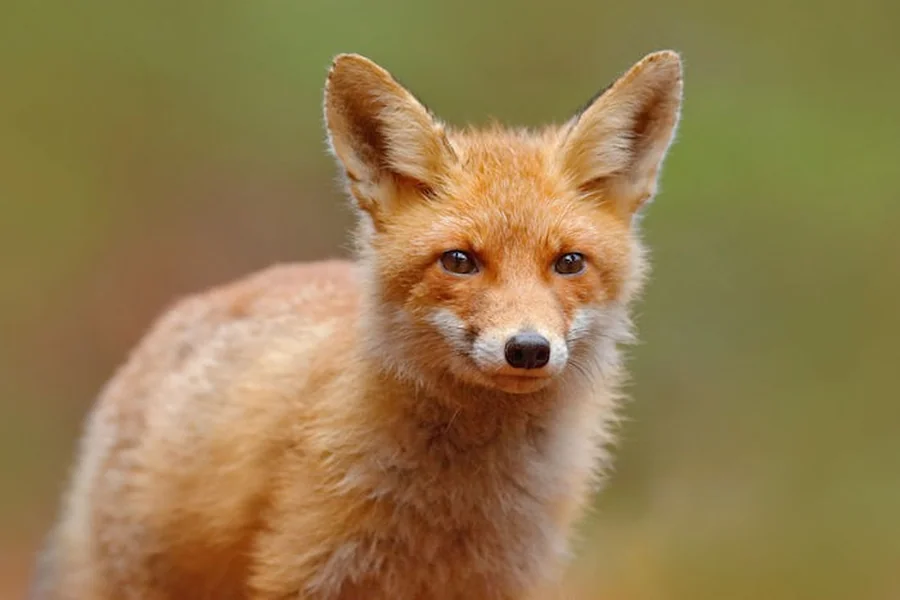 Fox Spiritual Meaning