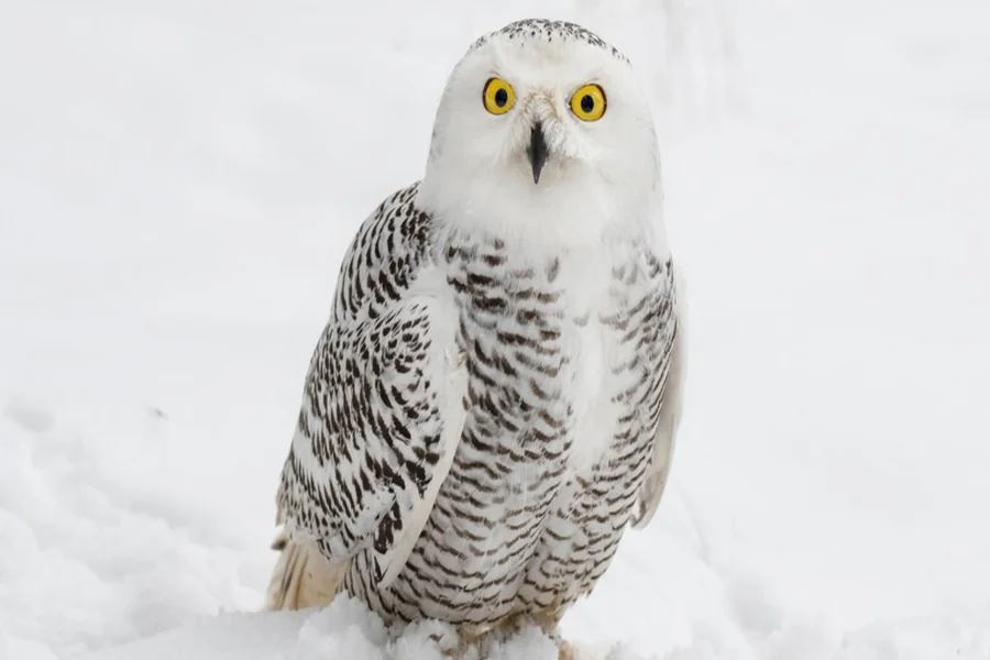 Owl Crossing Your Path Spiritual Meaning
