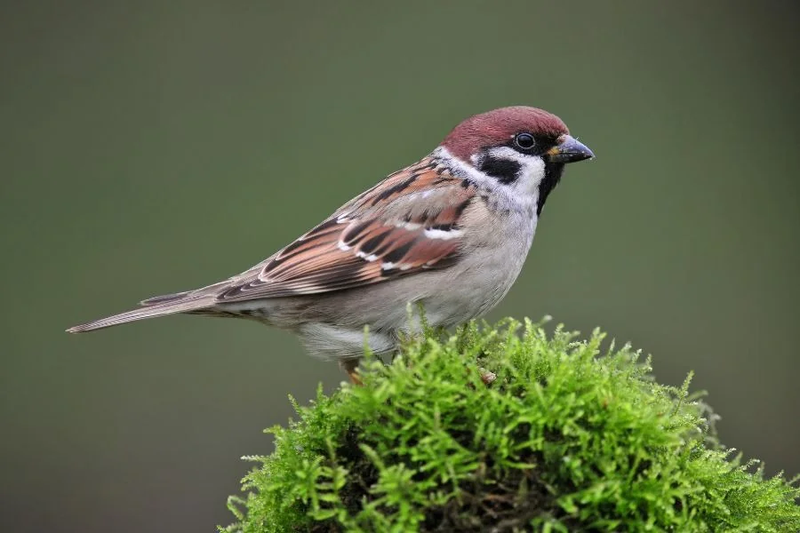 Sparrow Visiting You Spiritual Meaning